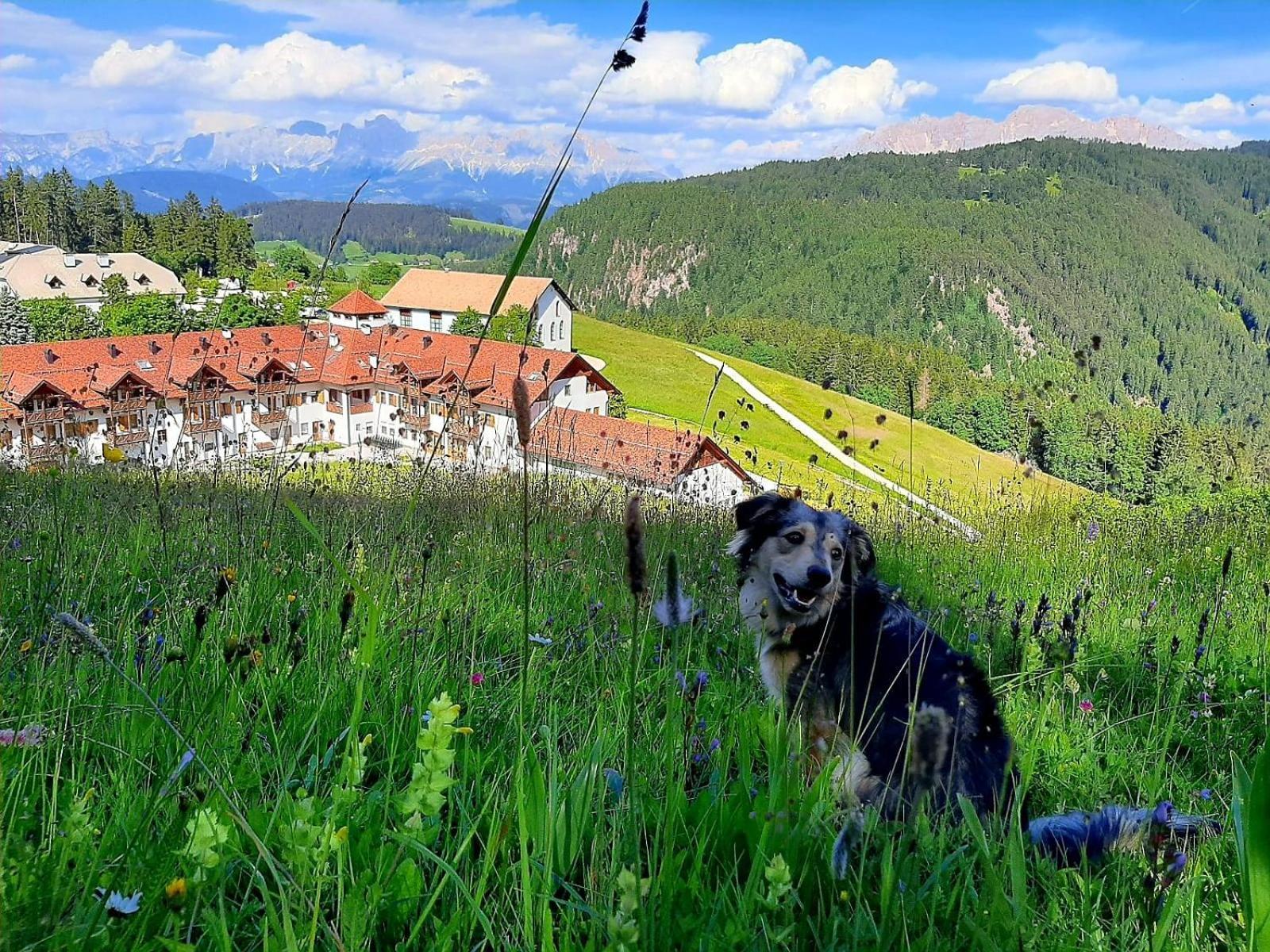 Gasthof Schmiederalm Aldein Eksteriør bilde
